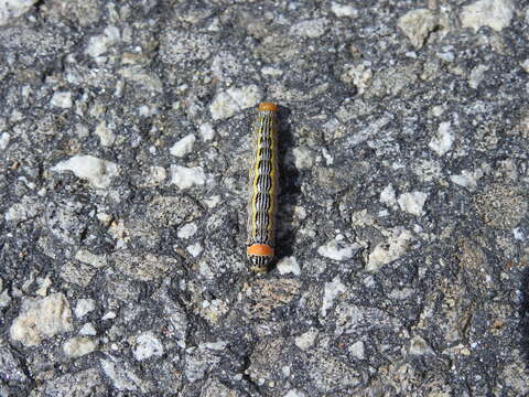 Image of Orange-humped Mapleworm