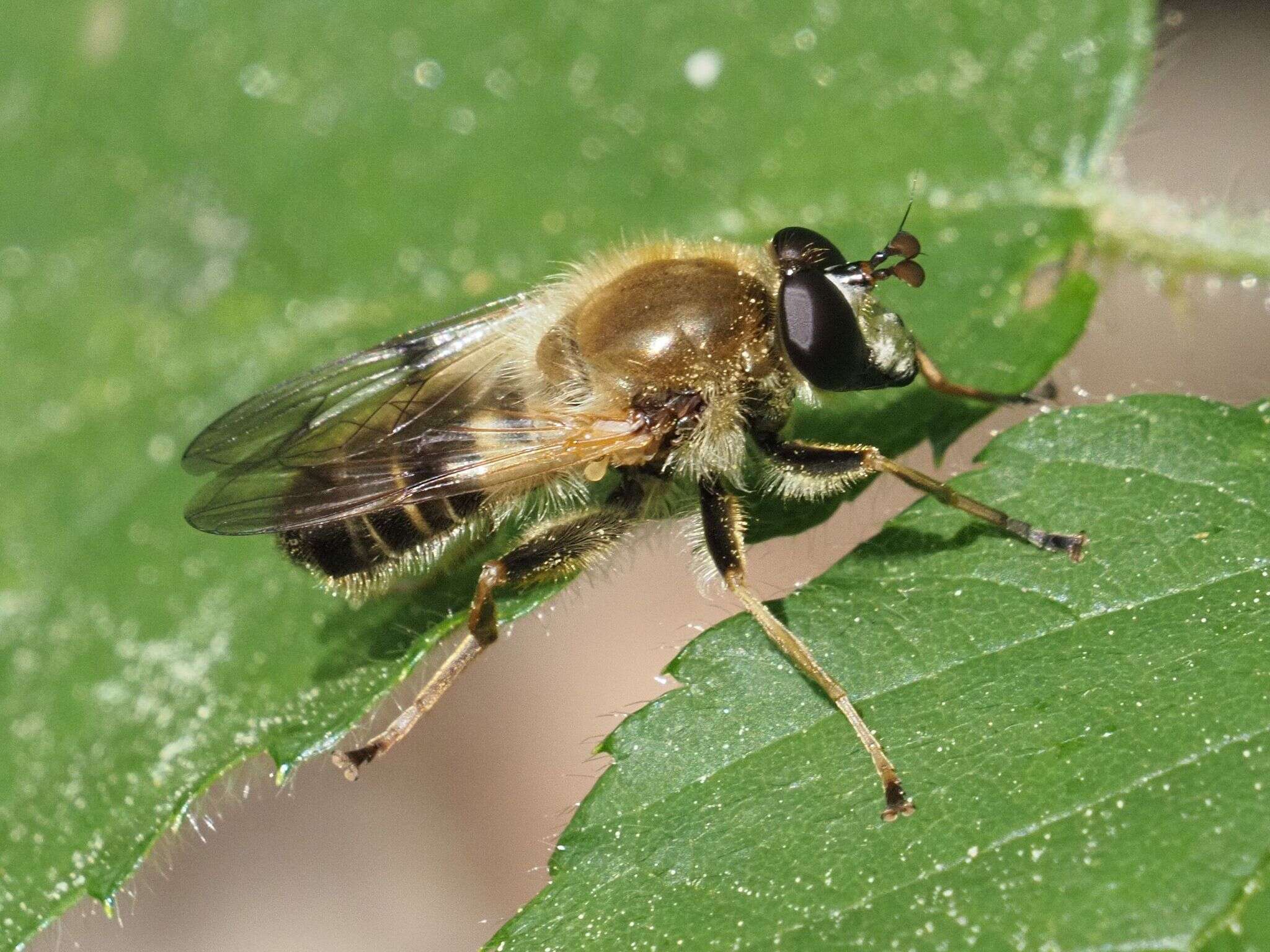 Image of Criorhina asilica (Fallen 1816)