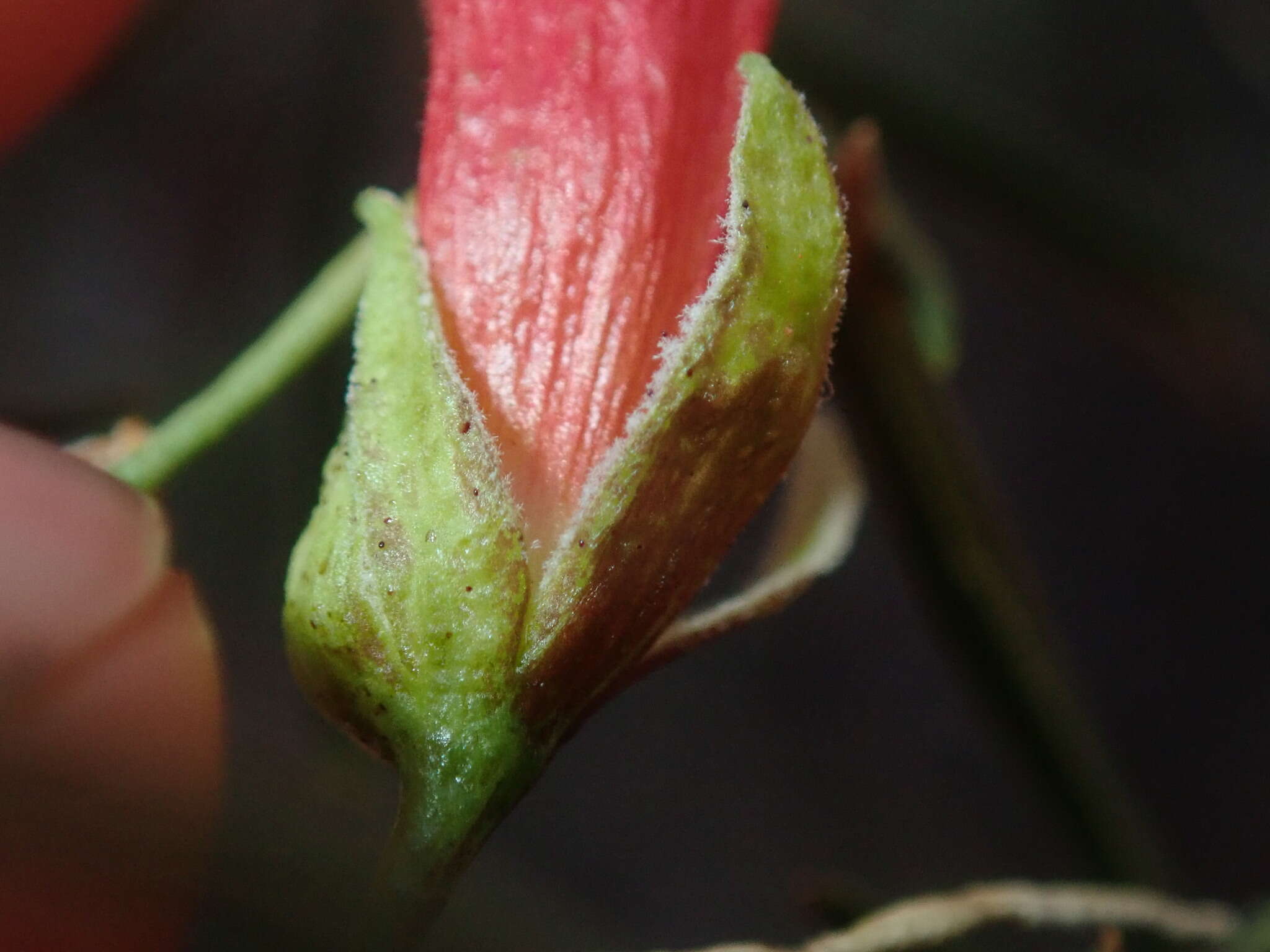 Image of Eremophila latrobei subsp. glabra (L. S. Smith) R. J. Chinnock