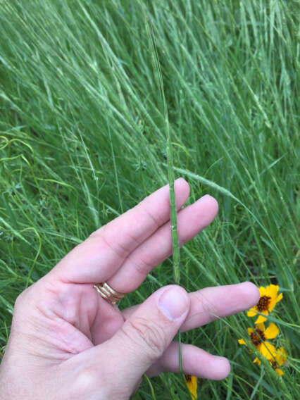 Plancia ëd Aegilops cylindrica Host