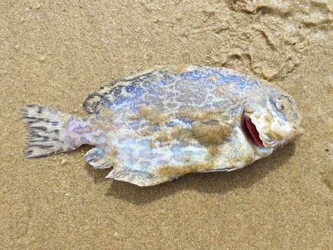 Image of Pelagic butterfish