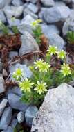 Imagem de Saxifraga sedoides L.