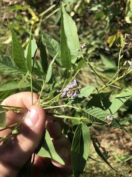 Psoralea onobrychis Nutt.的圖片