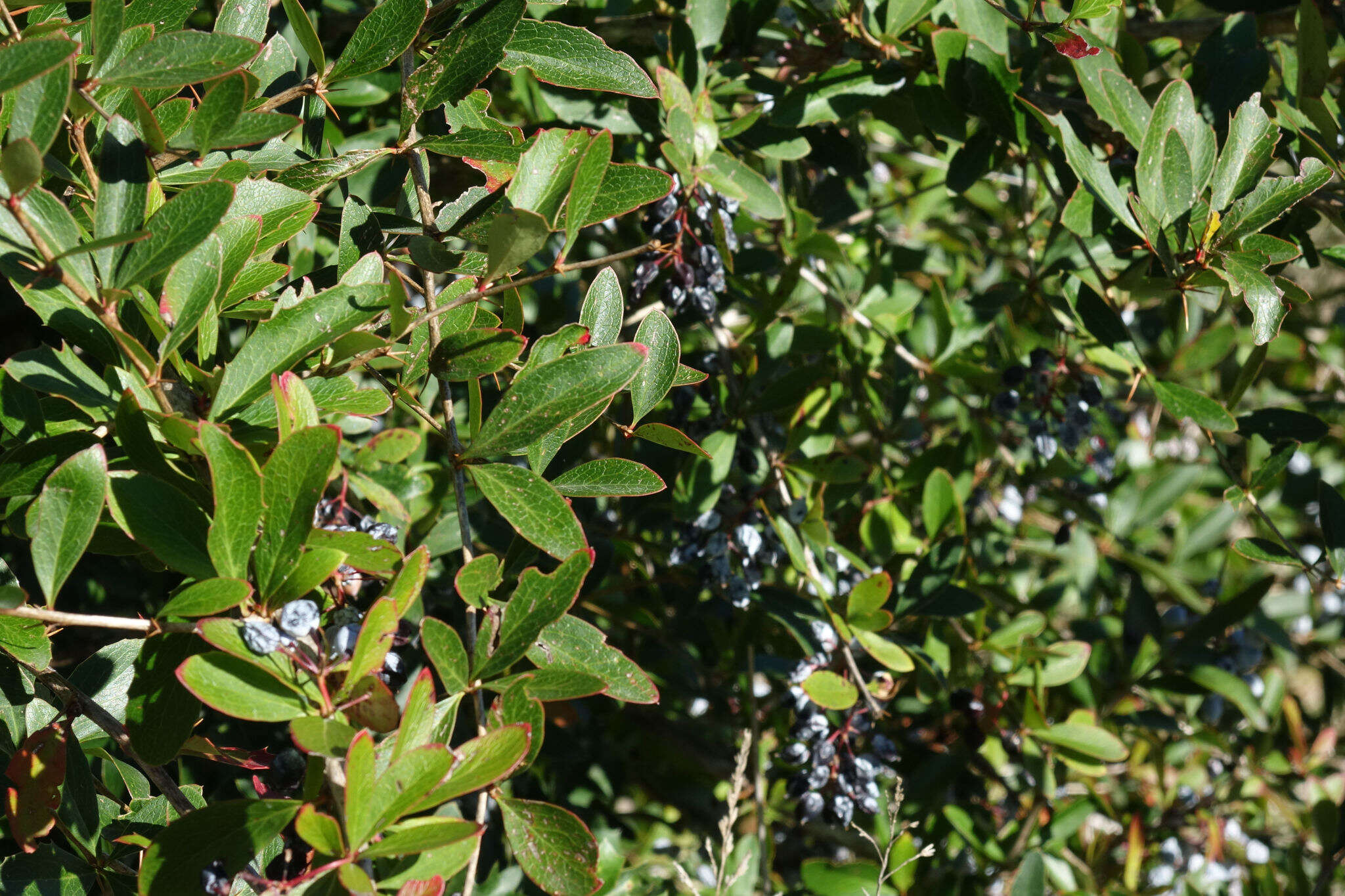 Image of Berberis glaucocarpa Stapf