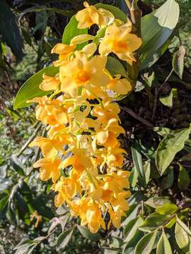 Image de Dendrobium densiflorum Lindl.