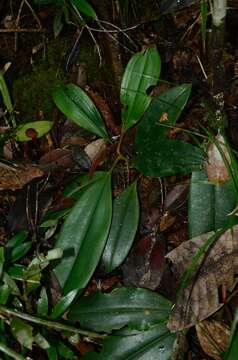 Image of <i>Nepenthes weda</i>