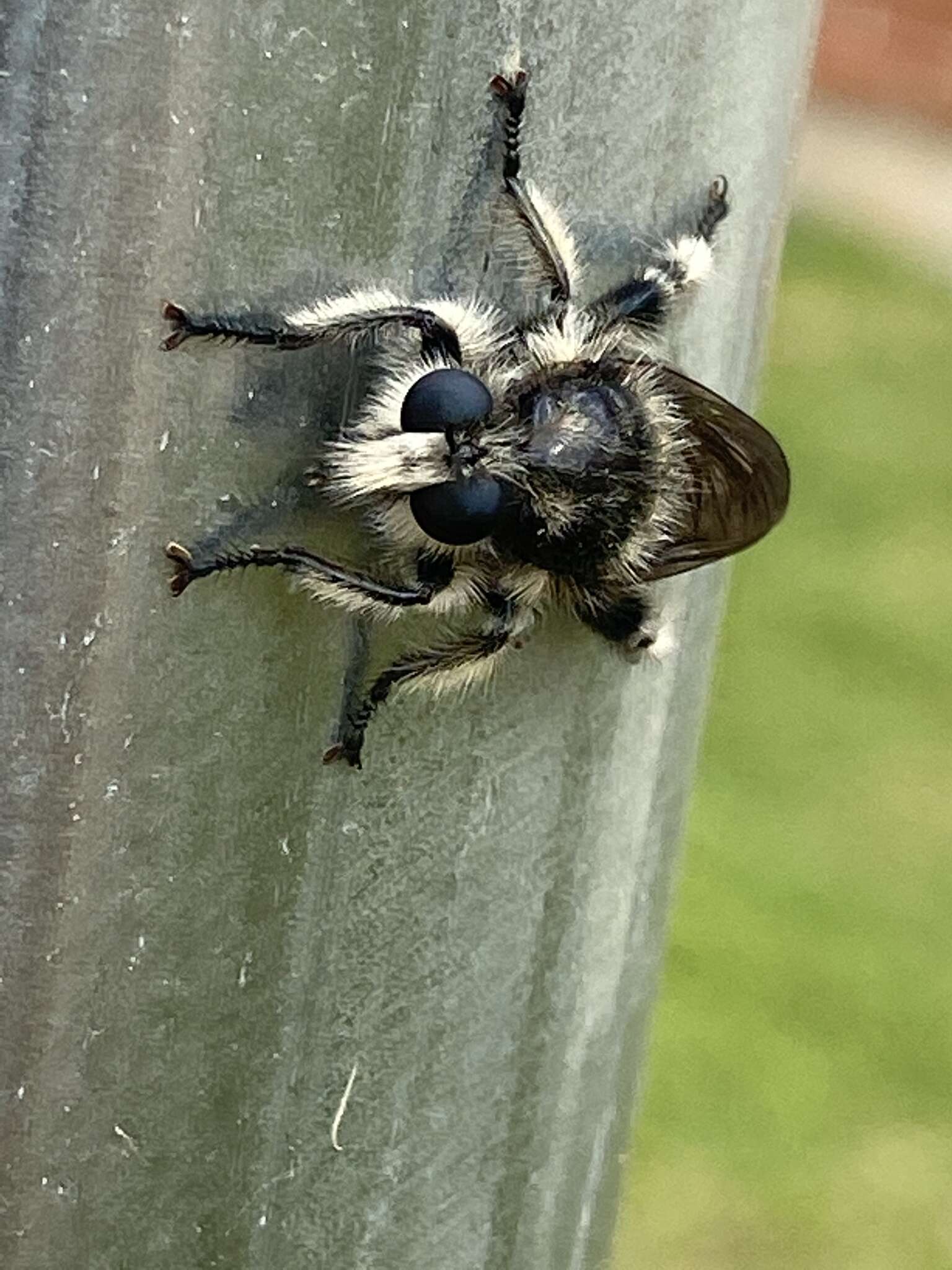 Image of Laphria cinerea (Back 1904)