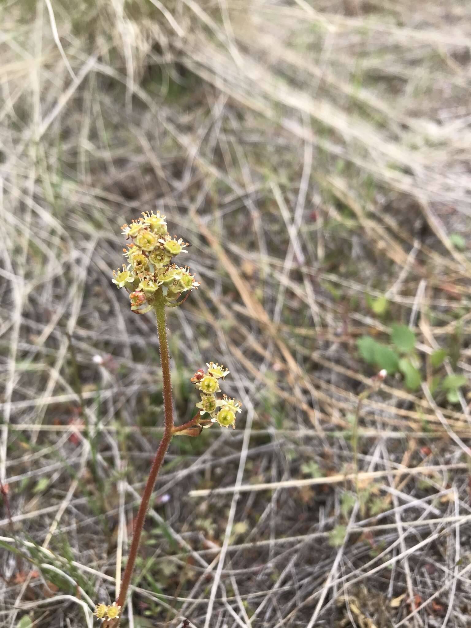 Plancia ëd Micranthes nidifica (Greene) Small