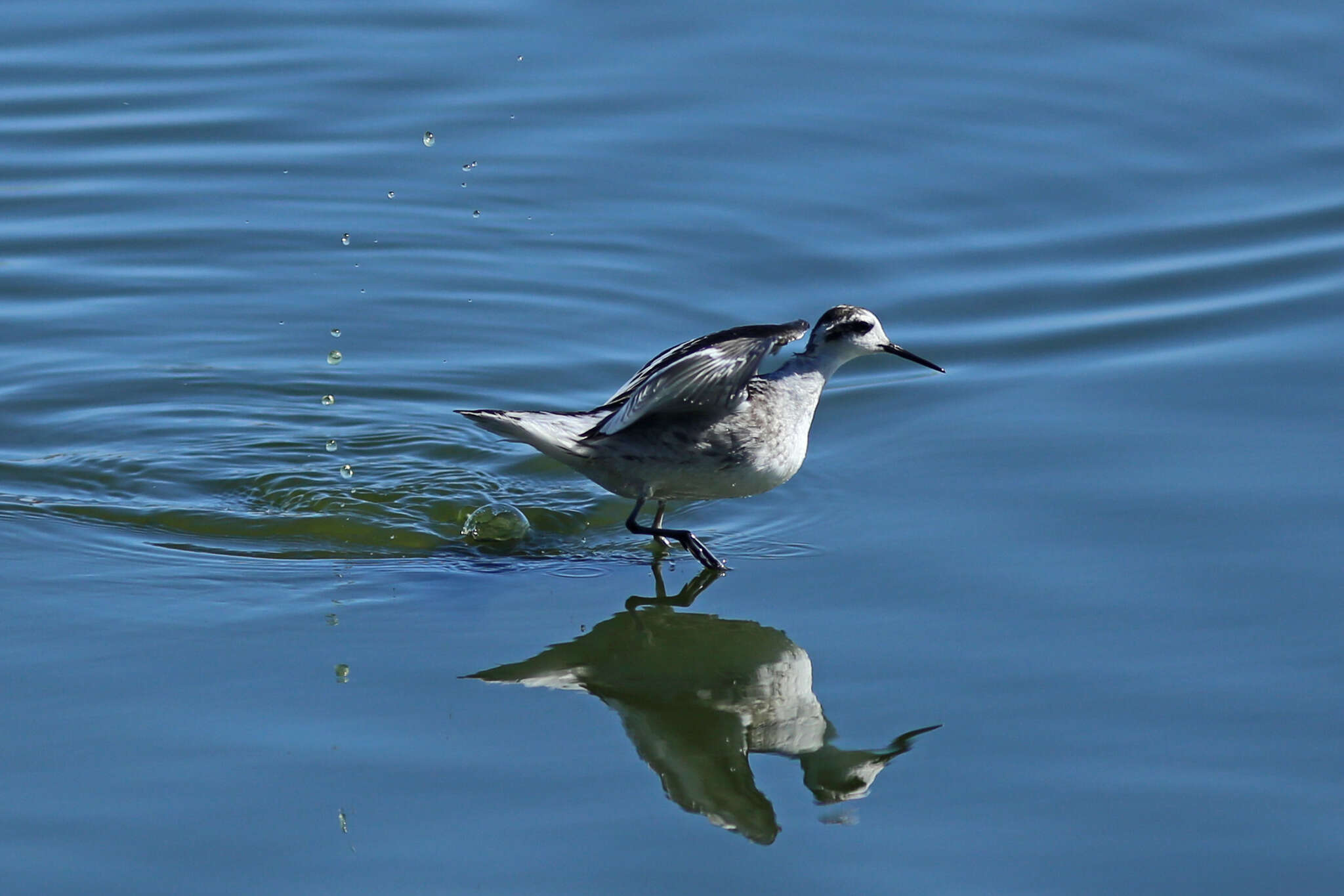 Image of Red-necked Phalarope