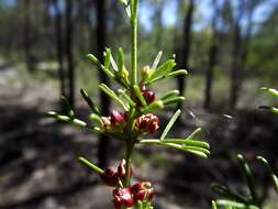 Image of Cyanothamnus occidentalis