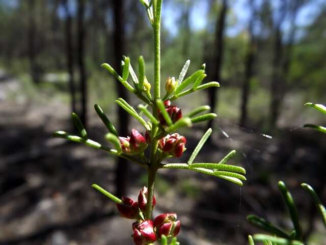 Imagem de Cyanothamnus occidentalis