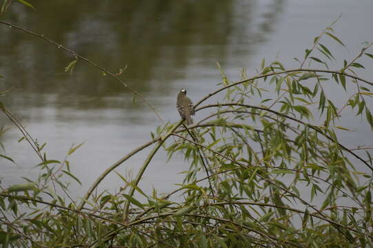 Image of White-crested Elaenia