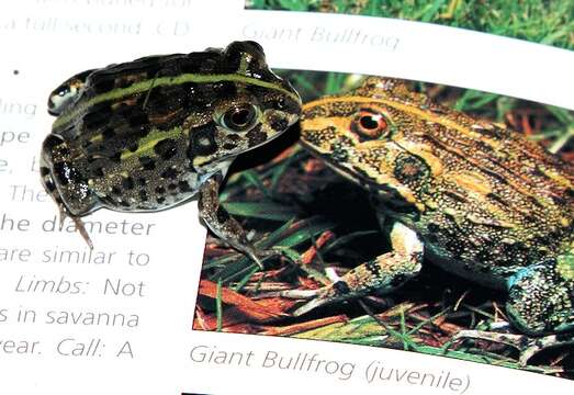 Image of African Bullfrog