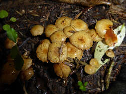 Image de Pholiota subflammans (Speg.) Sacc. 1891