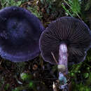 Plancia ëd Cortinarius atrolazulinus M. M. Moser 1987