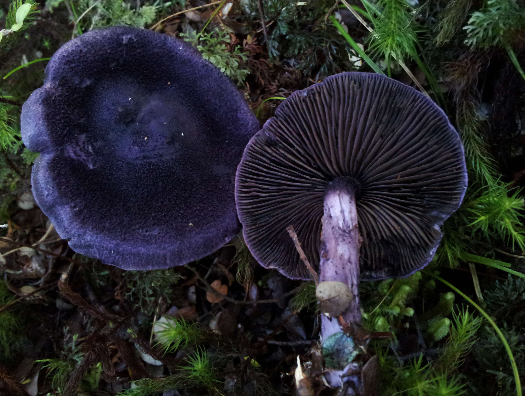 Image of Cortinarius atrolazulinus M. M. Moser 1987