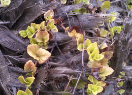 Plancia ëd Micromeria douglasii Benth.