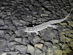 صورة Gehyra catenata Low 1979