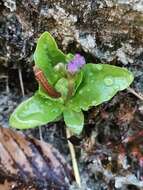 Слика од Primula carniolica Jacq.