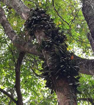 Image of Bulbophyllum purpurascens Teijsm. & Binn.