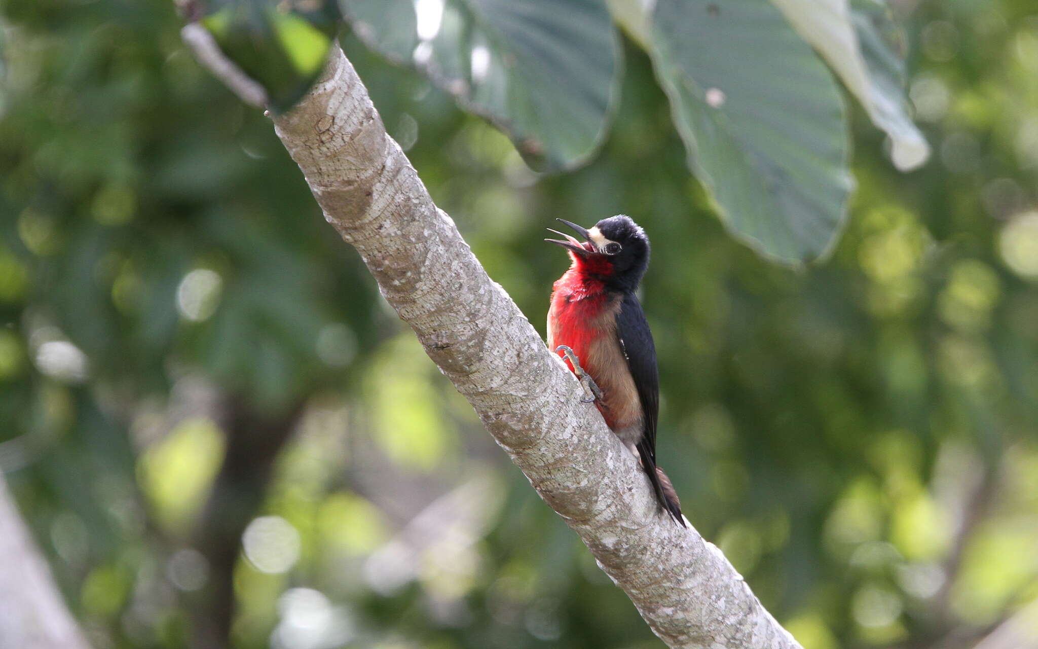 Image of Puerto Rican Woodpecker