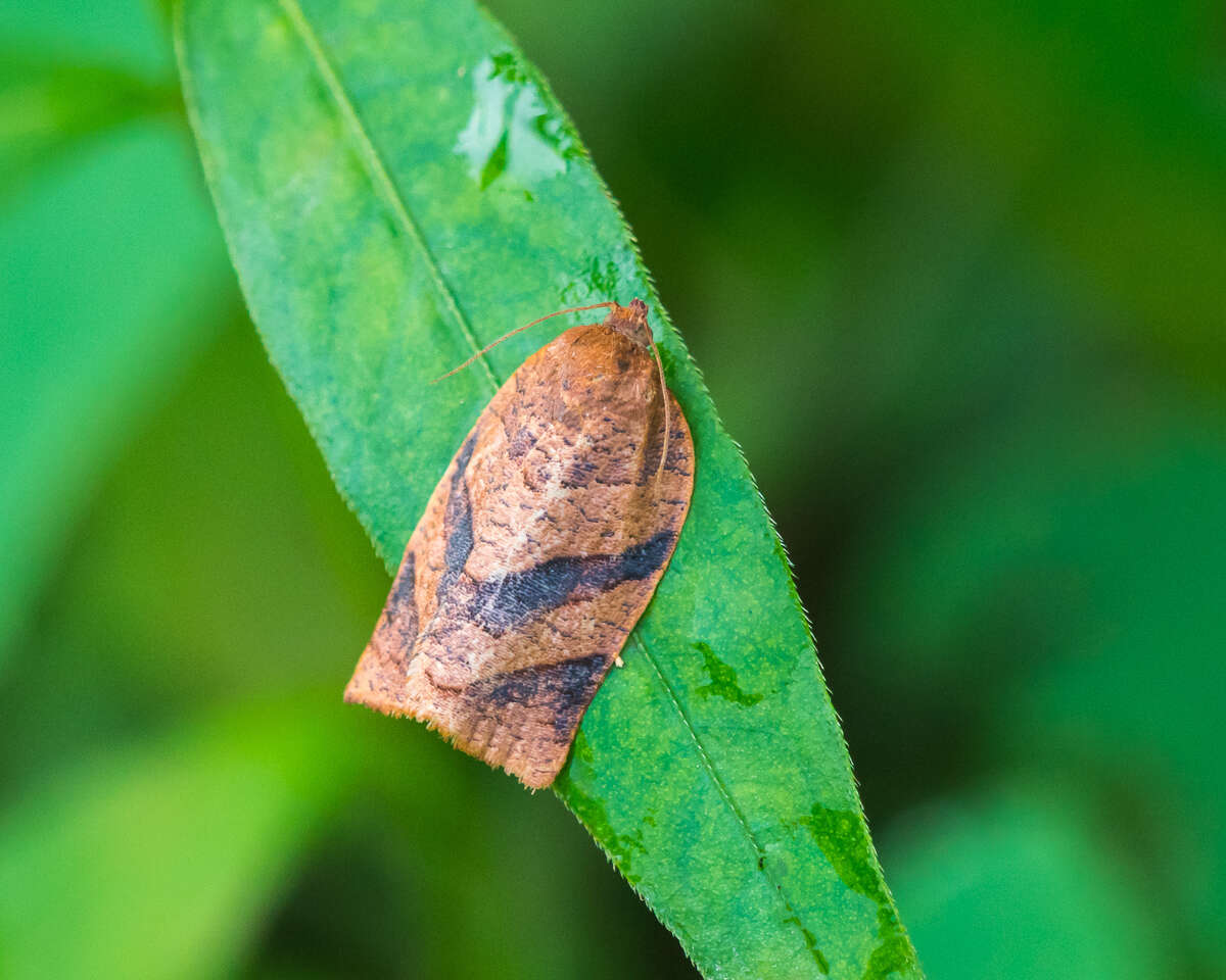 Image of Spotted Fireworm Moth