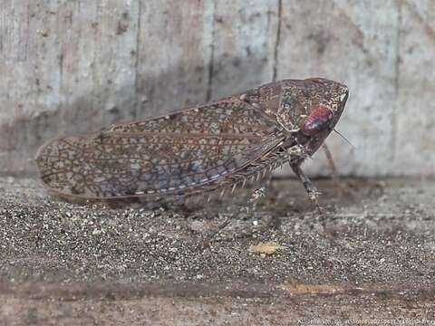 Image of Paraphlepsius (Gamarex) brunneus De Long 1916