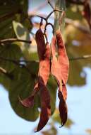 Image of Bauhinia foveolata Dalzell