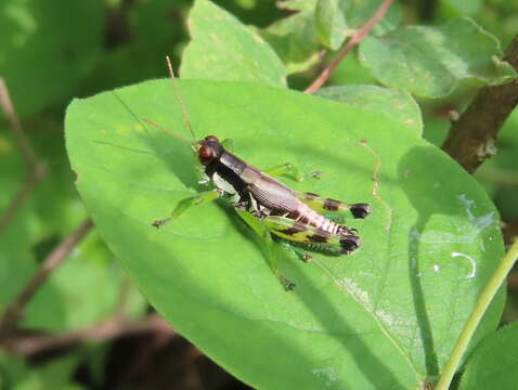 Melanoplus viridipes Scudder & S. H. 1897的圖片