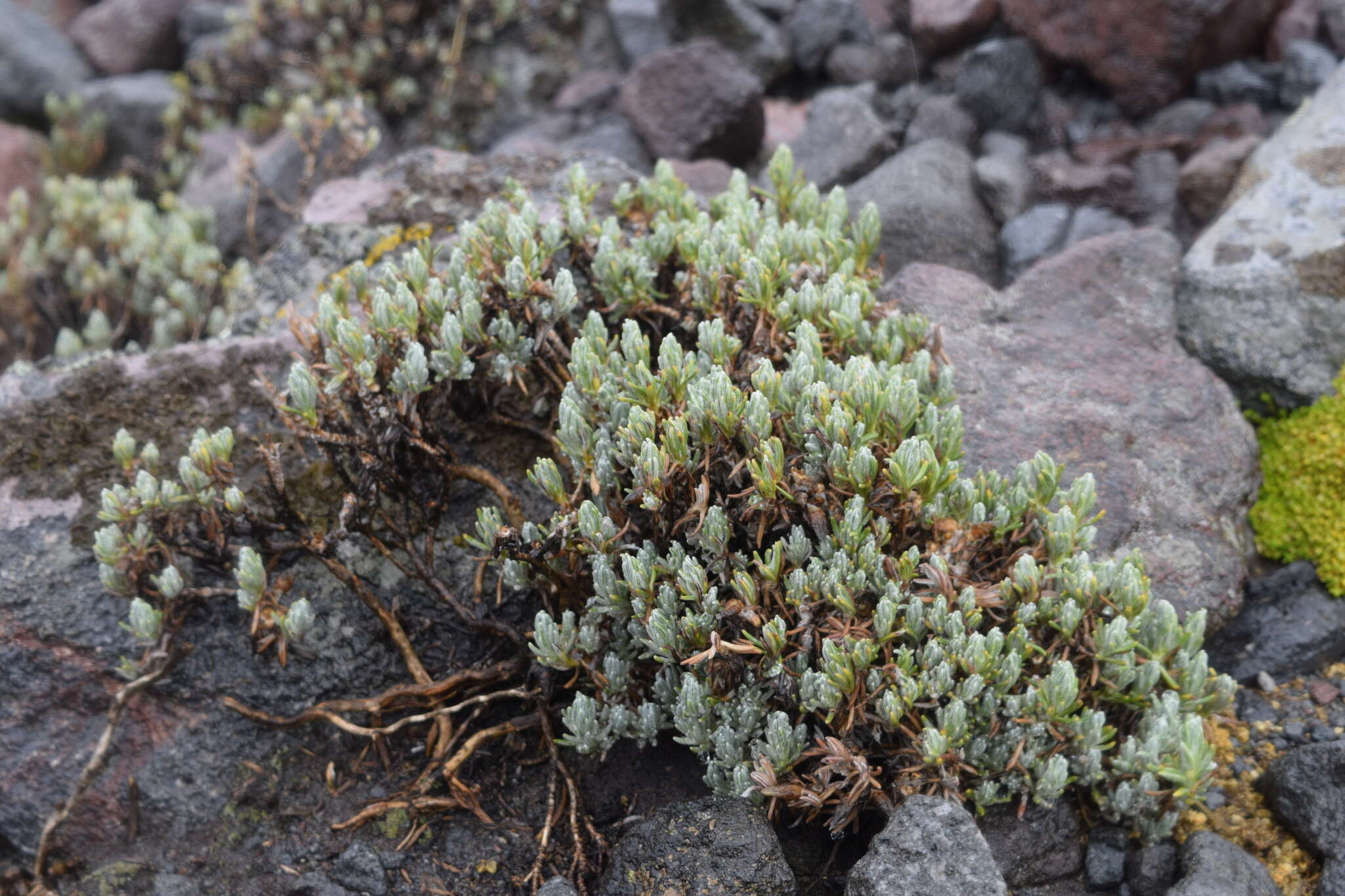 Image of Chionolaena lavandulifolia (Kunth) Benth. & Hook. fil.