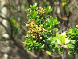 Image of Sand-Myrtle