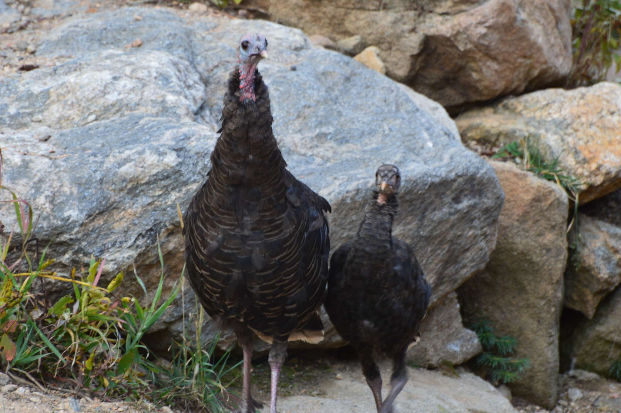 Image of Merriam's Turkey