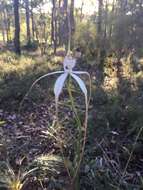 Image of Caladenia splendens Hopper & A. P. Br.