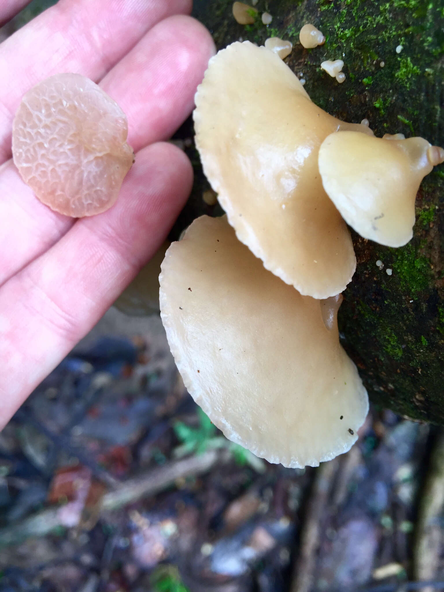 Image of Auricularia delicata (Mont. ex Fr.) Henn. 1893