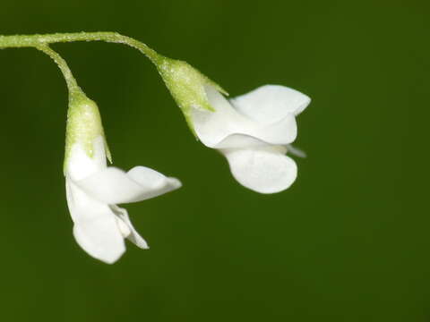 Imagem de Vicia tetrasperma var. tetrasperma