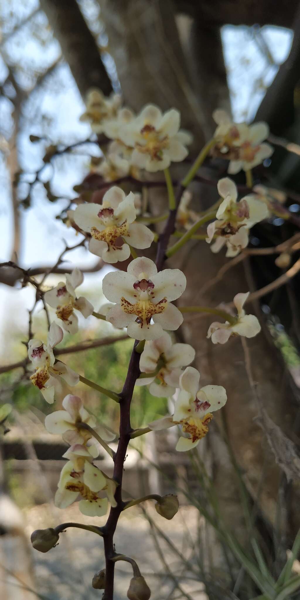 Слика од Trichocentrum stramineum (Bateman ex Lindl.) M. W. Chase & N. H. Williams