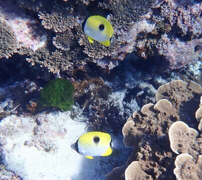 Image of Limespot Butterflyfish