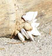 Image of goose barnacle