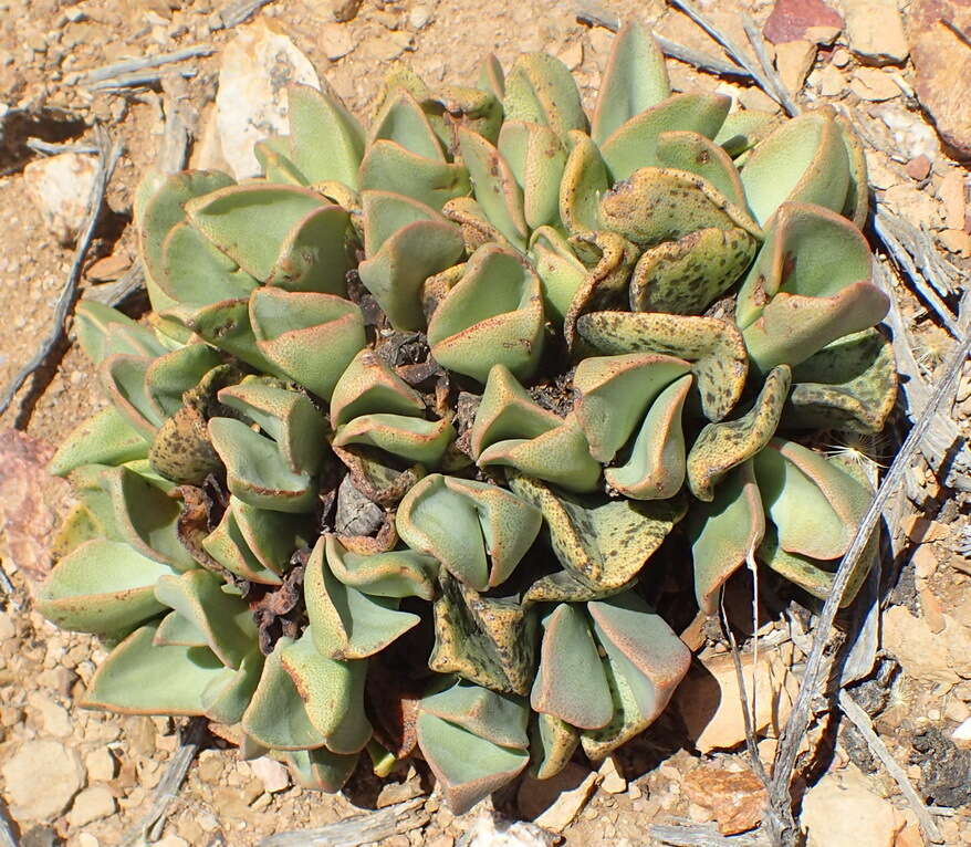 Plancia ëd Pleiospilos compactus (Ait.) Schwant.