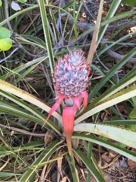 Ananas comosus var. comosus的圖片