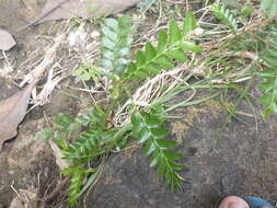 Image of Phyllanthus buxifolius (Blume) Müll. Arg.