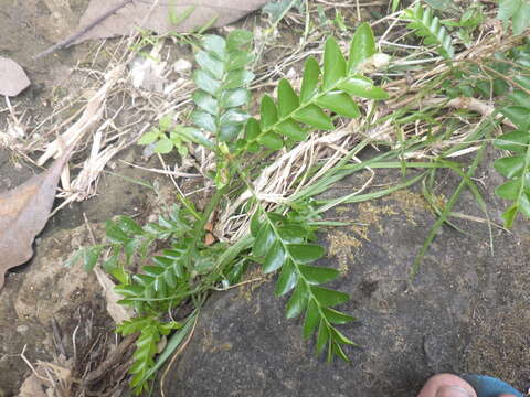 Image of Phyllanthus buxifolius (Blume) Müll. Arg.