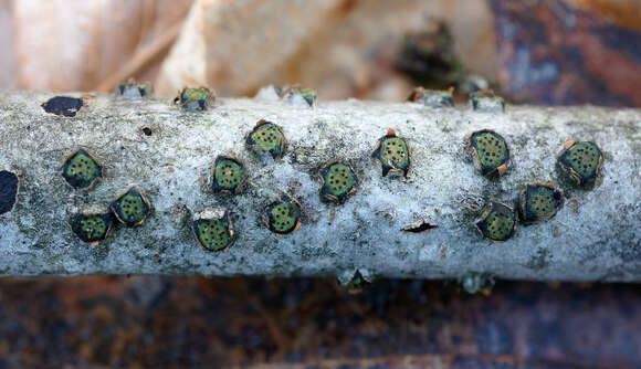 Image of Diatrype virescens (Schwein.) Cooke 1884