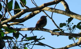 Image of Rusty-breasted Nunlet