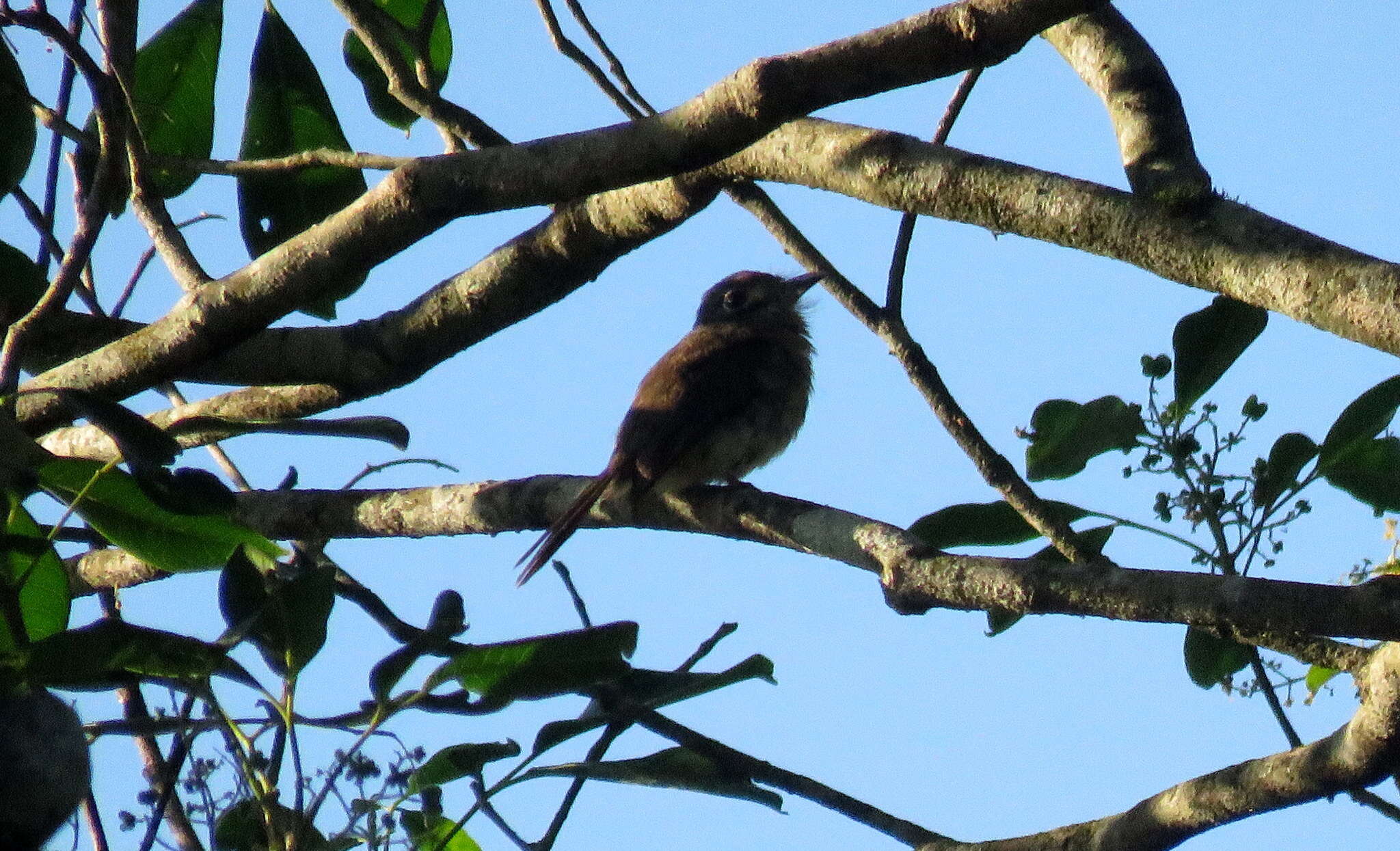 Imagem de Nonnula rubecula (Spix 1824)