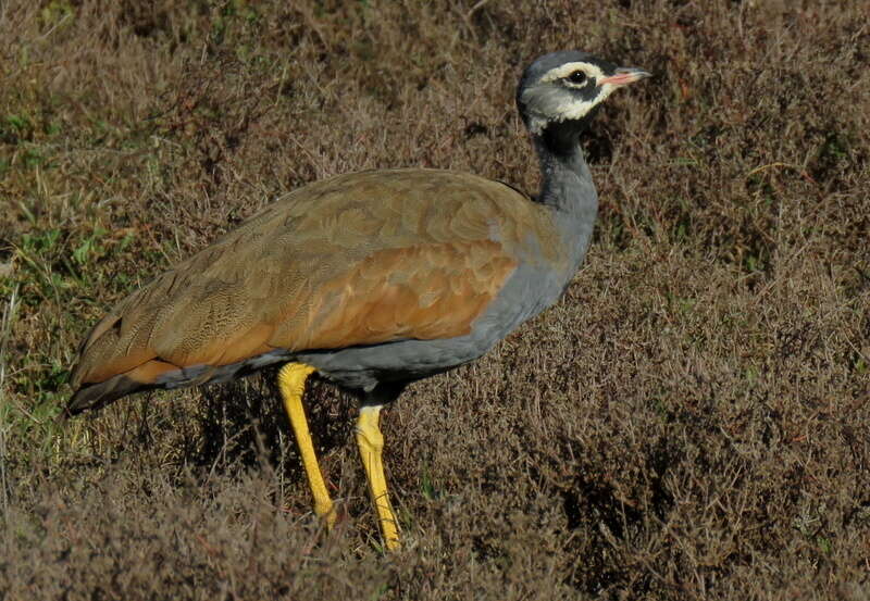 Image of Blue Bustard