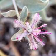 Ptilotus sessilifolius (Lindley) G. Benl的圖片