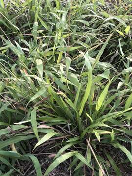 Imagem de Paspalum langei (E. Fourn.) Nash