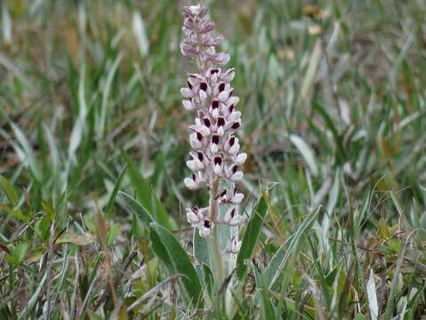 Imagem de Lupinus villosus Willd.