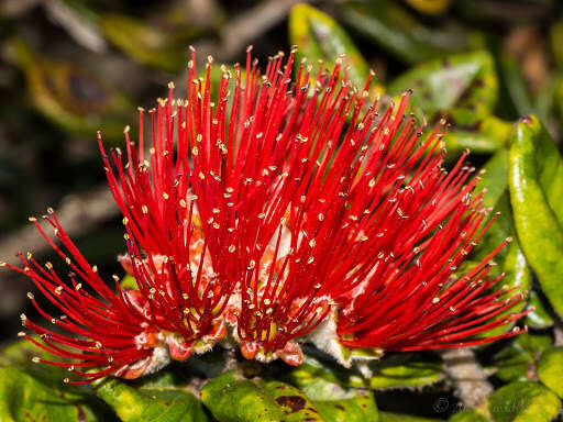 Image of 'ohi'a lehua